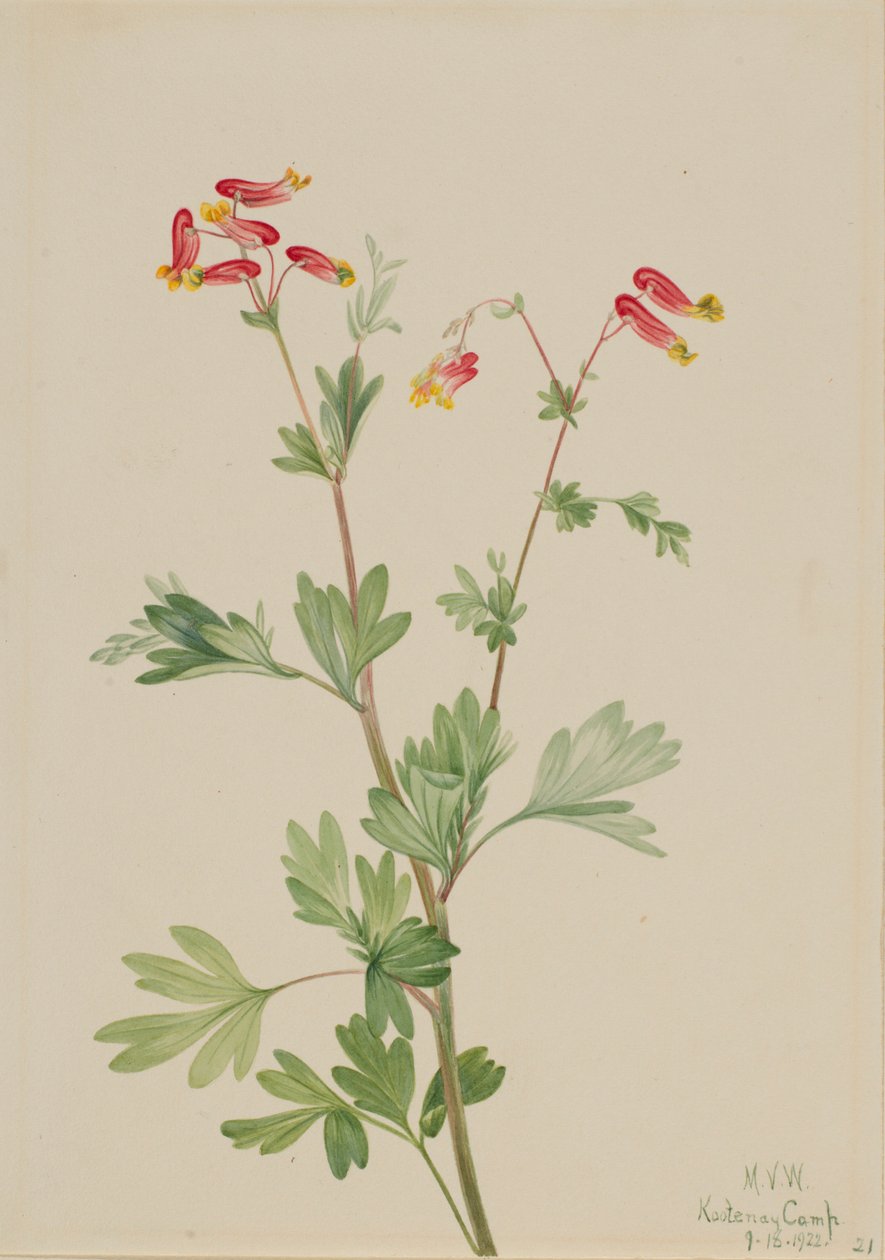 Pink Fumeroot by Mary Vaux Walcott