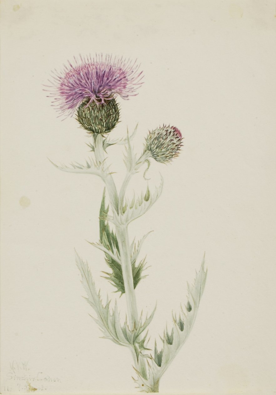 Prairie Thistle by Mary Vaux Walcott