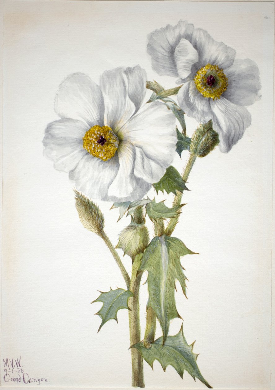 Prickly Poppy by Mary Vaux Walcott