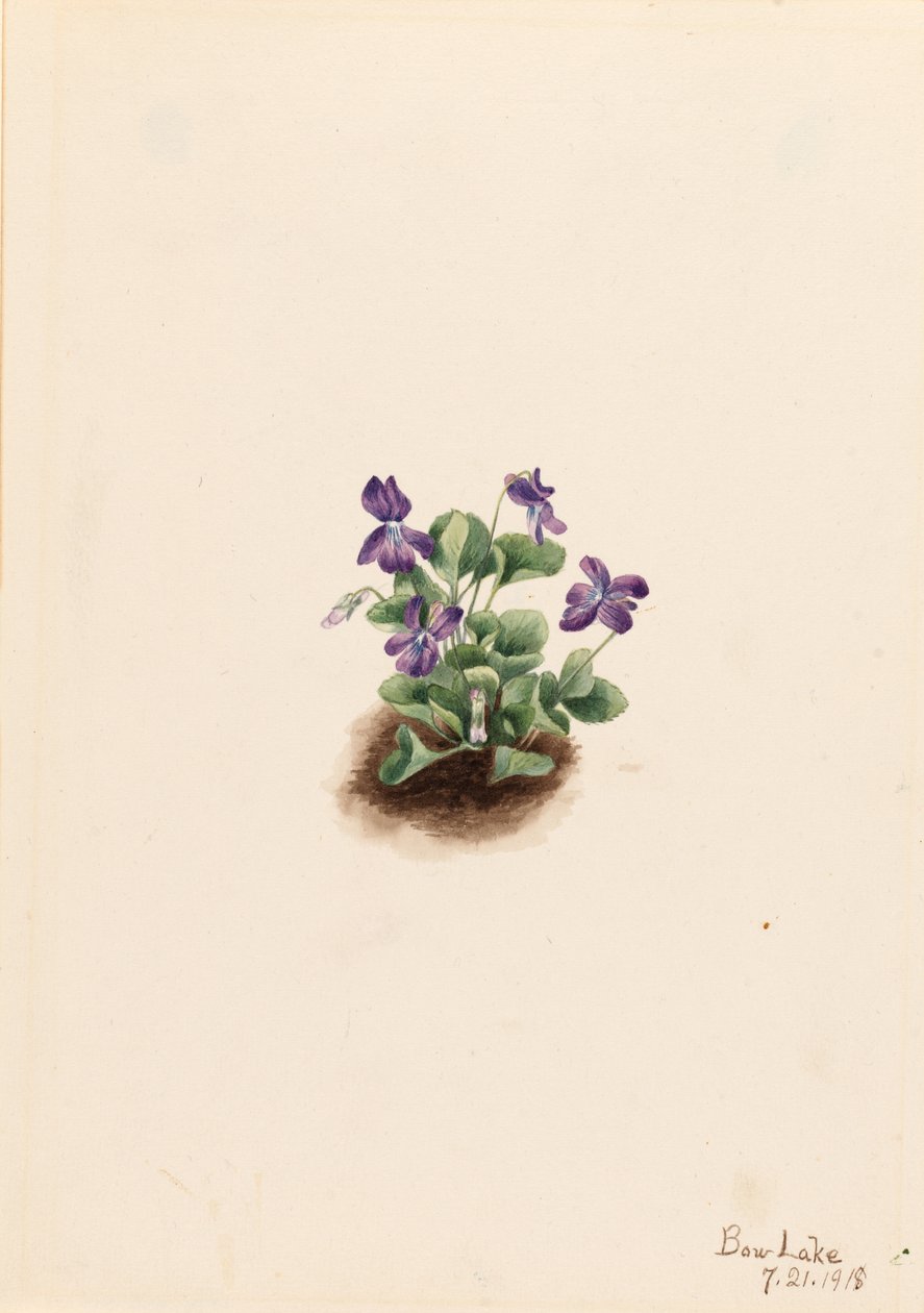 Purple Mountain Violet by Mary Vaux Walcott