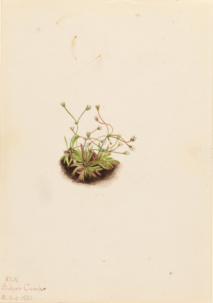 Pygmy Androsace by Mary Vaux Walcott