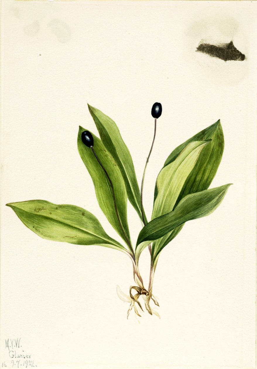 Queencup by Mary Vaux Walcott