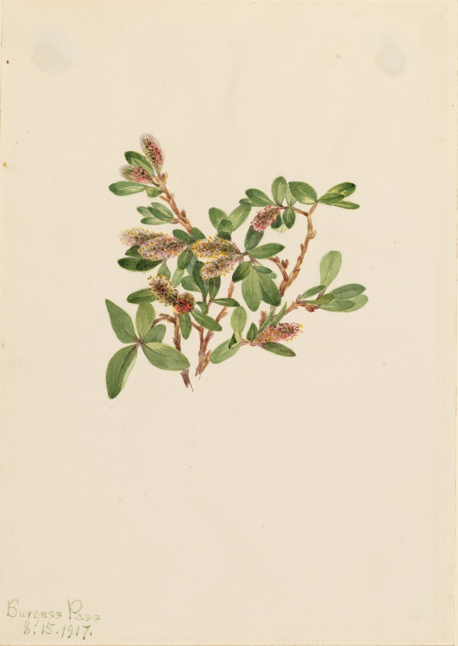 Rock Willow by Mary Vaux Walcott