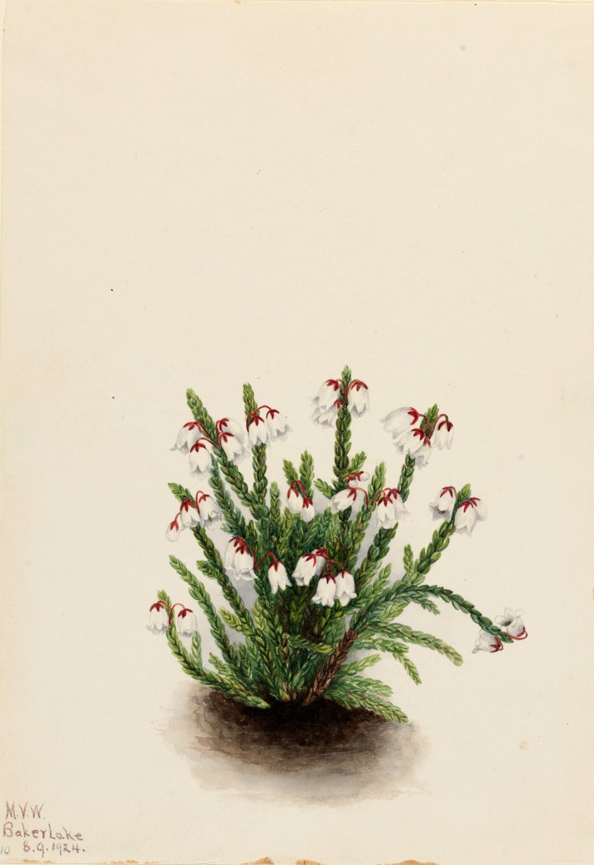 Rocky Mountain Cassiope, 1924 by Mary Vaux Walcott
