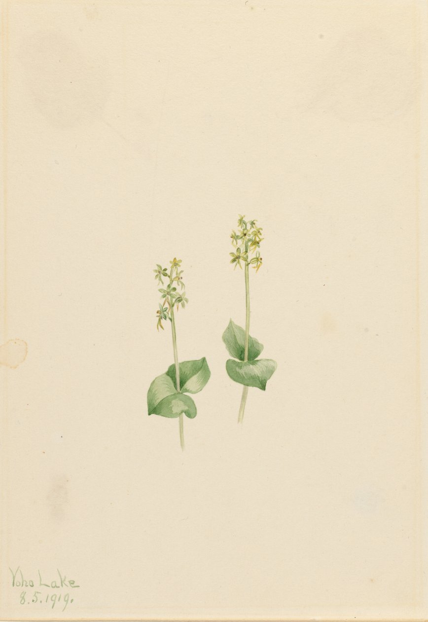 Rocky Mountain Twayblade by Mary Vaux Walcott