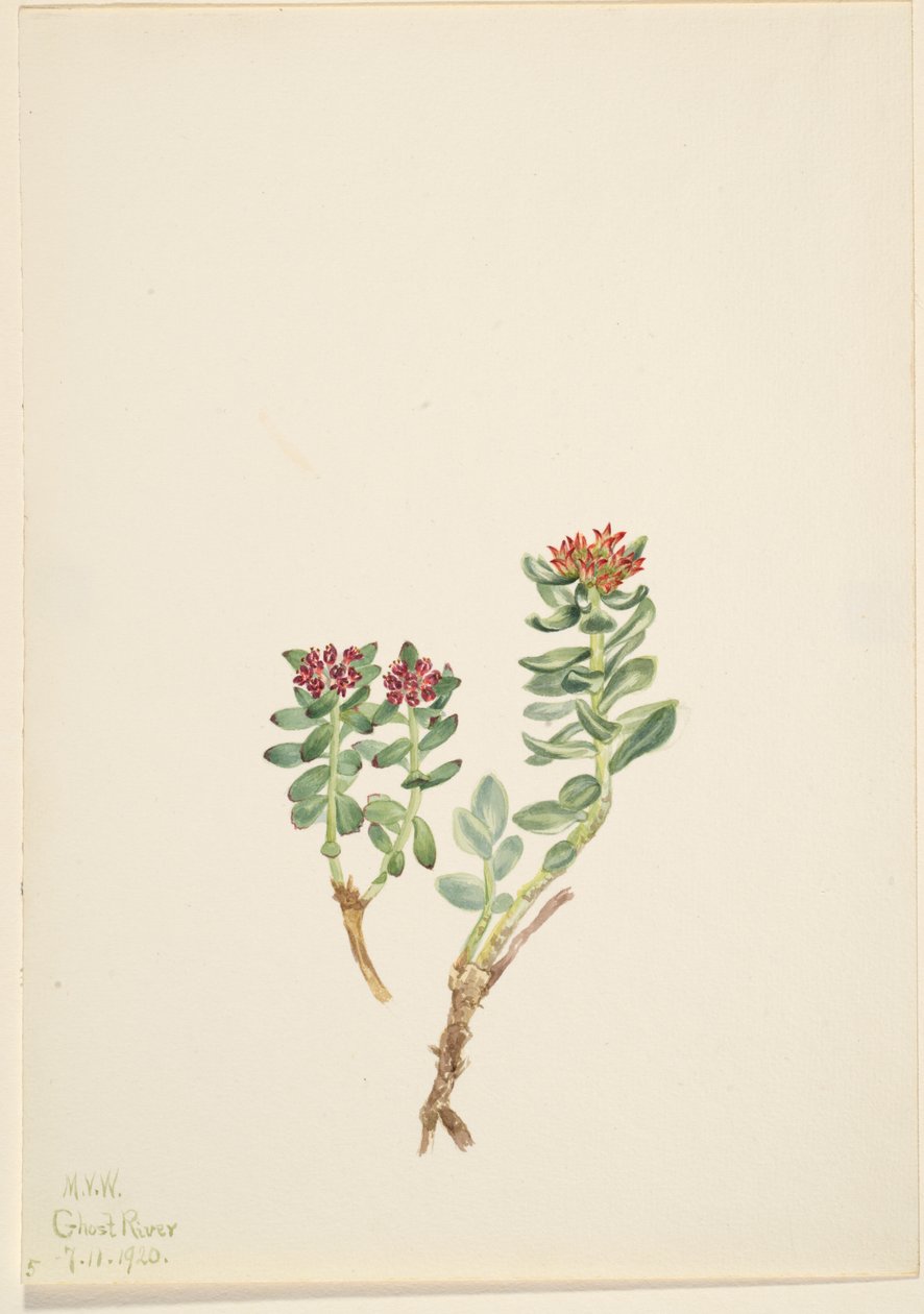 Sanifoiga Adscendeus by Mary Vaux Walcott
