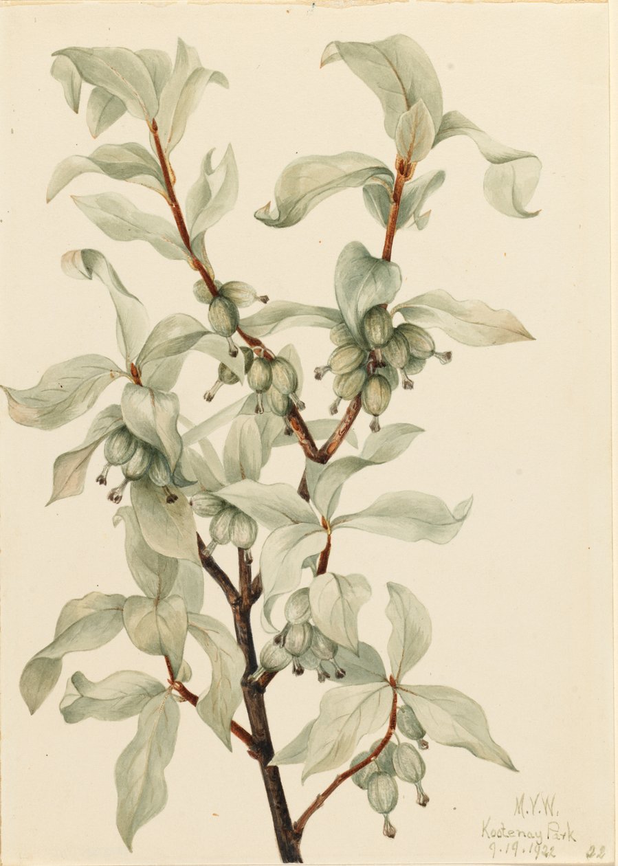 Silverberry by Mary Vaux Walcott