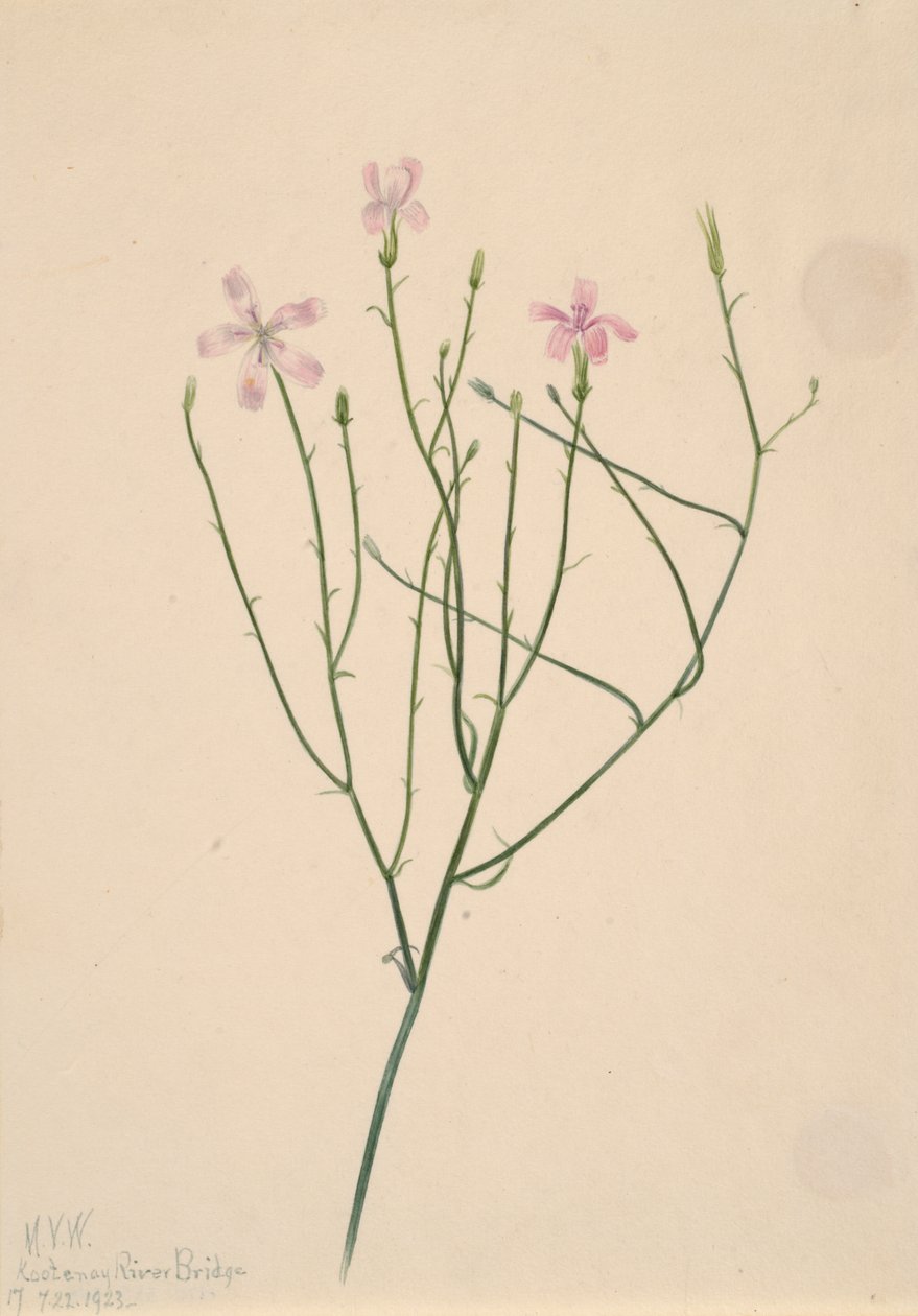 Skeleton Flower Lygodesmia juncea, 1923 by Mary Vaux Walcott