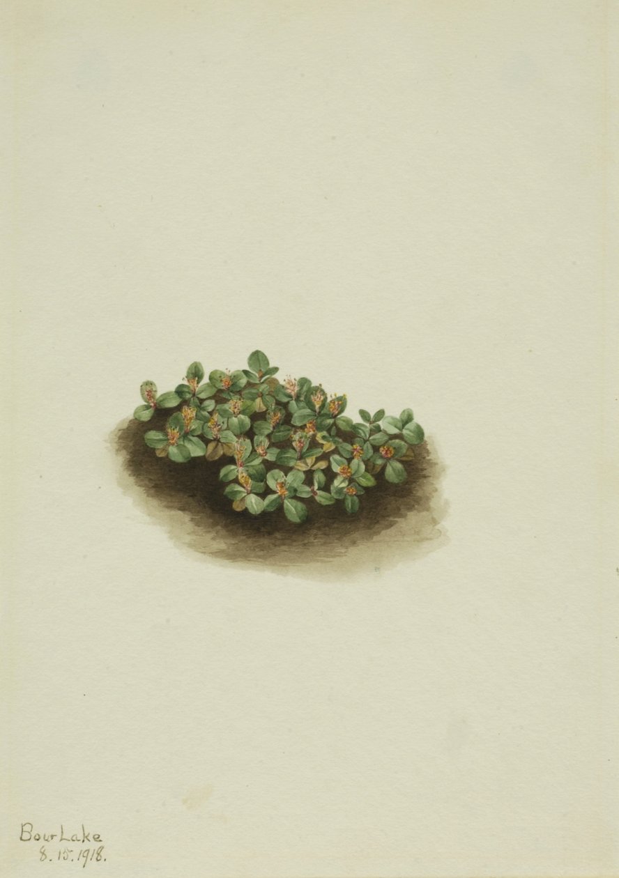 Snow Willow by Mary Vaux Walcott