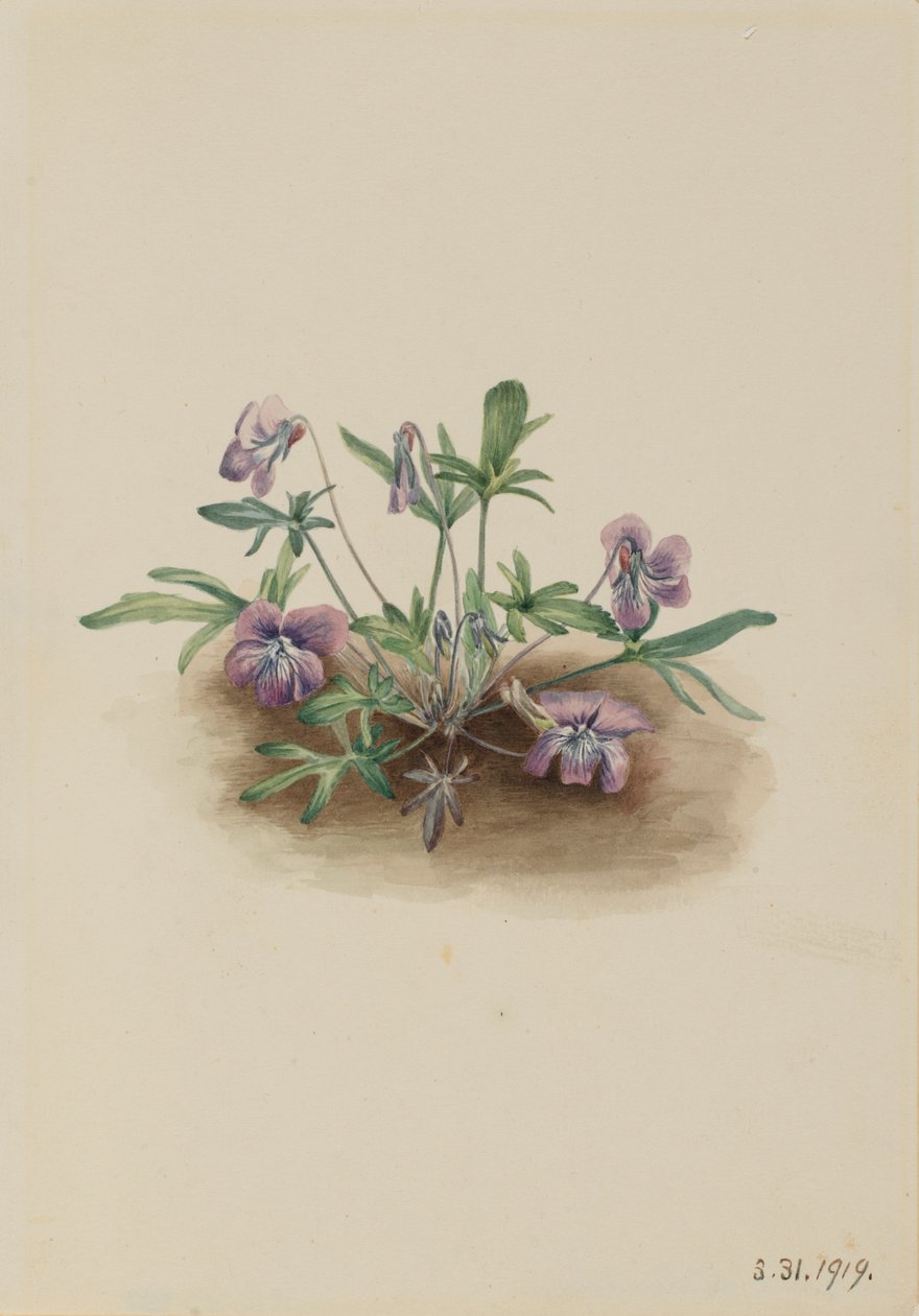 Southern Coast Violet (Viola Septemloba) by Mary Vaux Walcott