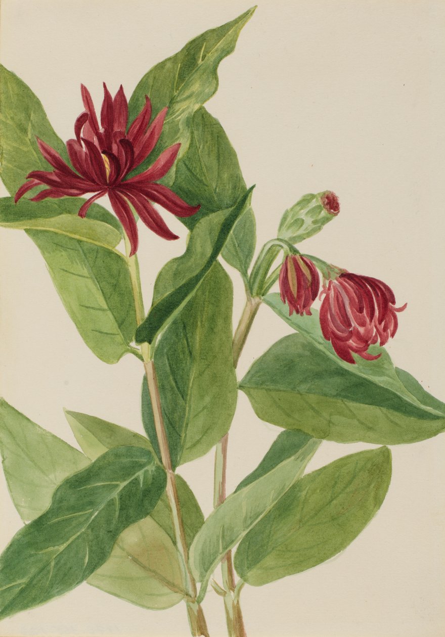 Spicebush by Mary Vaux Walcott