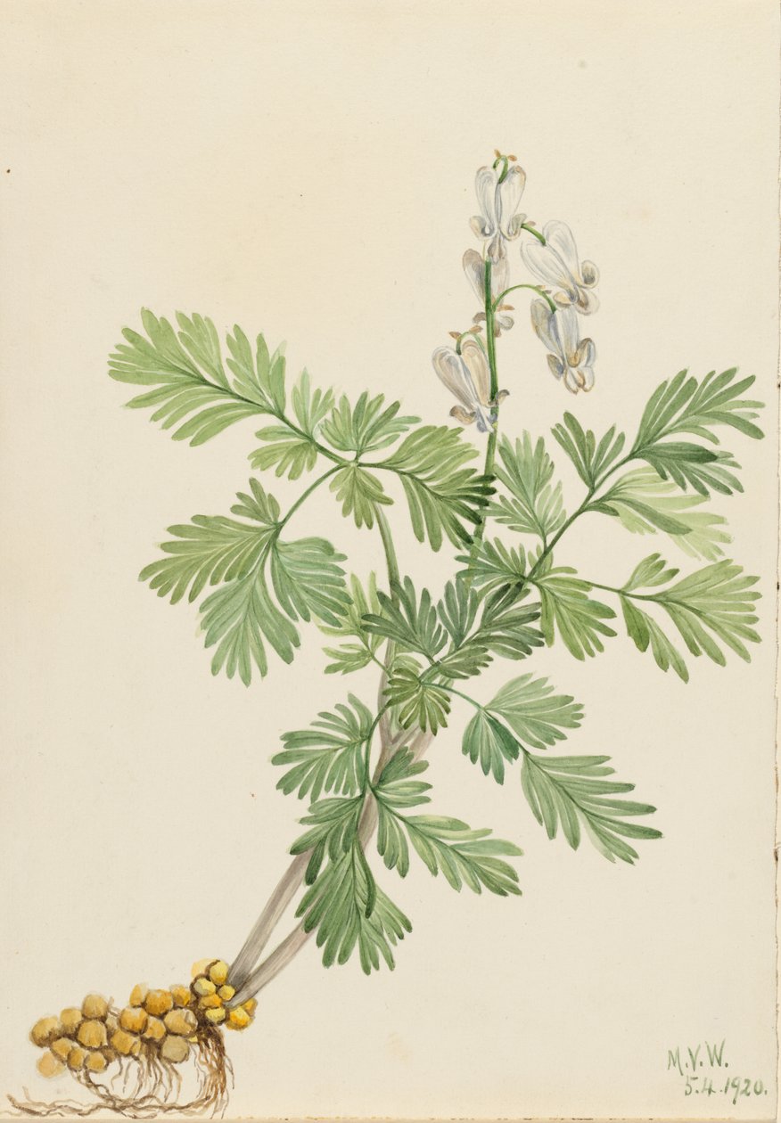 Squirrel Corn by Mary Vaux Walcott