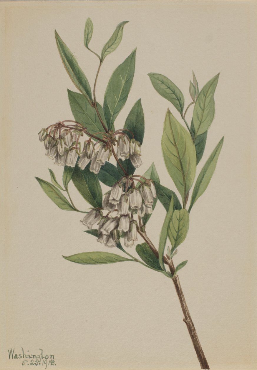 Stagger-Bush by Mary Vaux Walcott