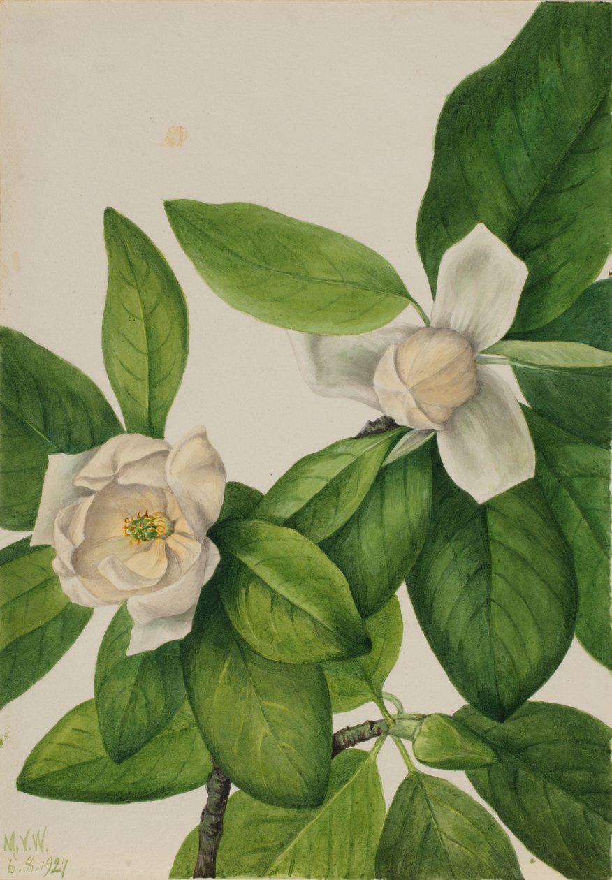 Sweetbay by Mary Vaux Walcott