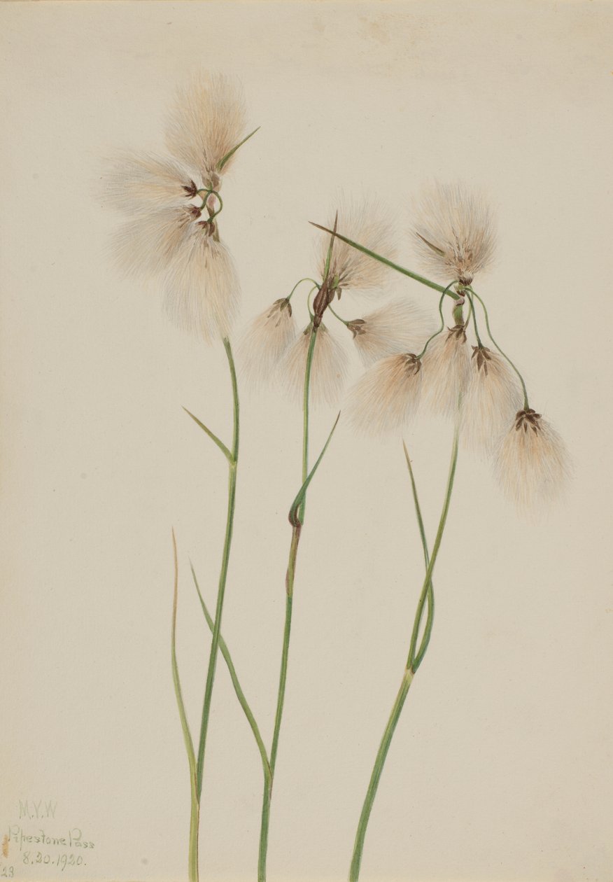 Tassel Cottongrass by Mary Vaux Walcott
