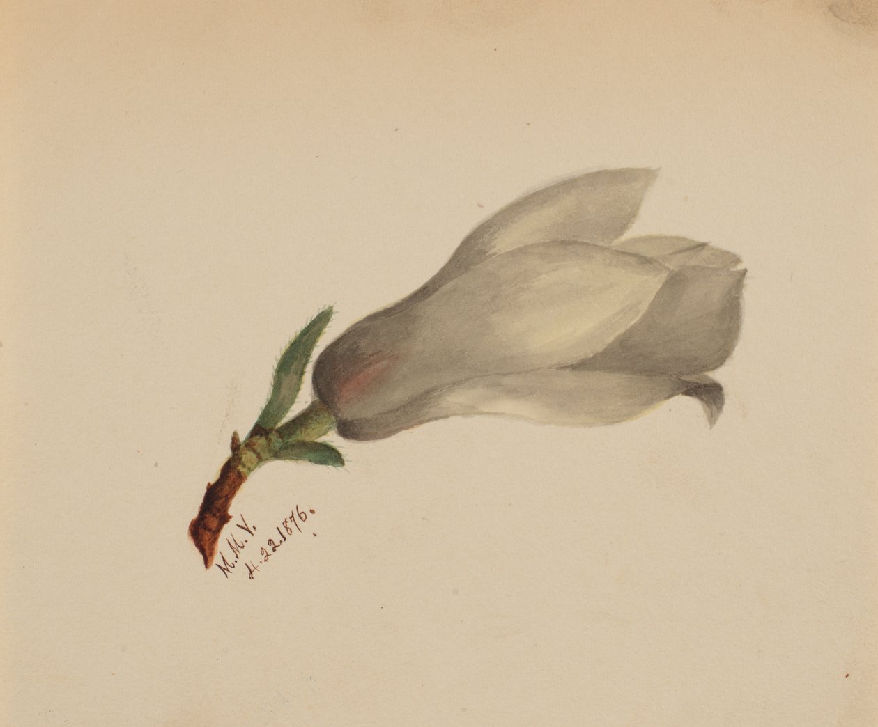 Untitled--Flower Study by Mary Vaux Walcott