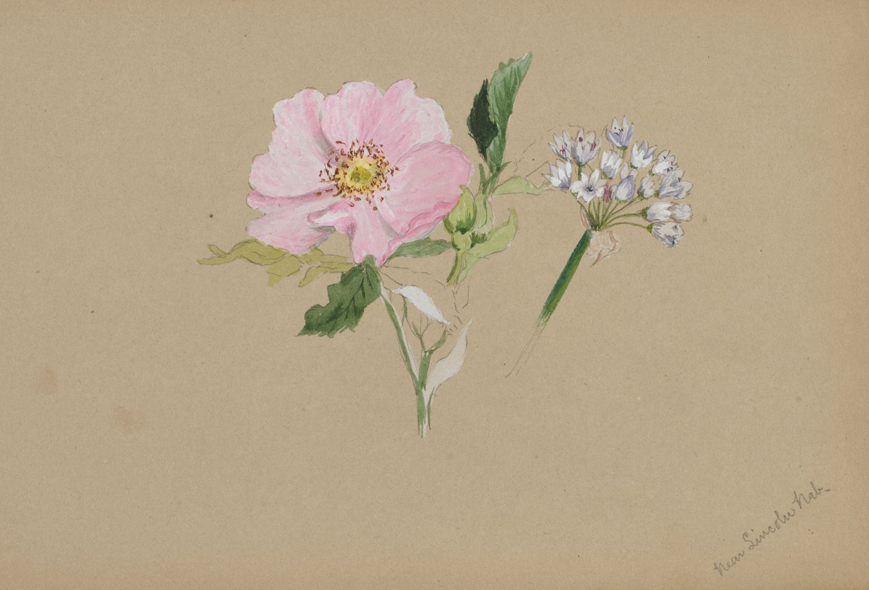 Untitled--Flower Study by Mary Vaux Walcott