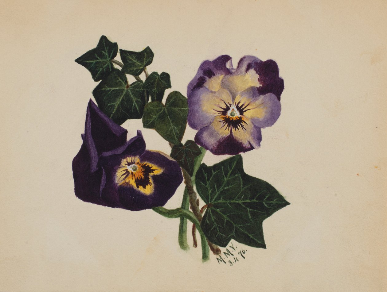Untitled (Pansies and Ivy) by Mary Vaux Walcott