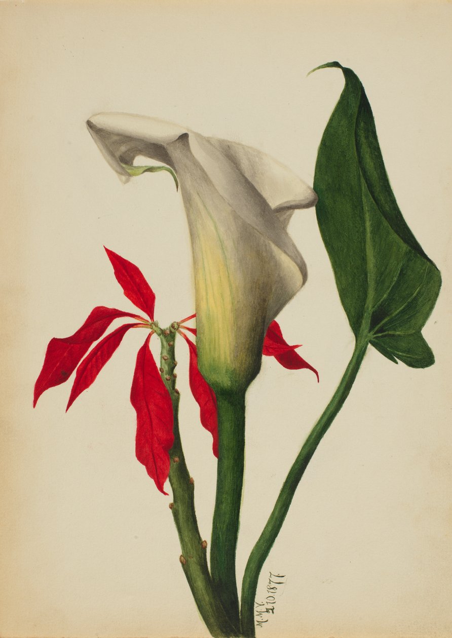 Untitled Calla Lily by Mary Vaux Walcott