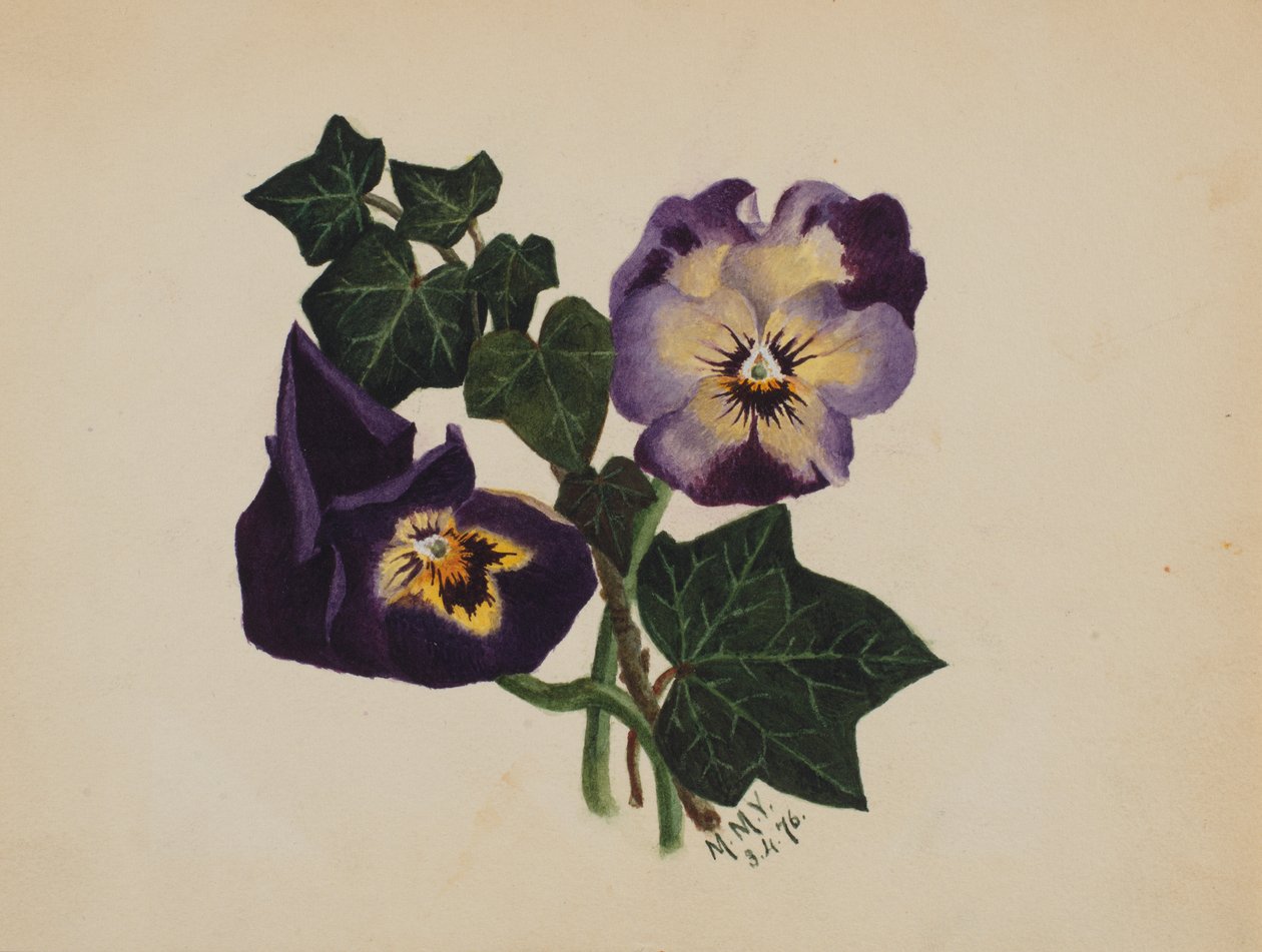 Untitled Pansies and Ivy by Mary Vaux Walcott