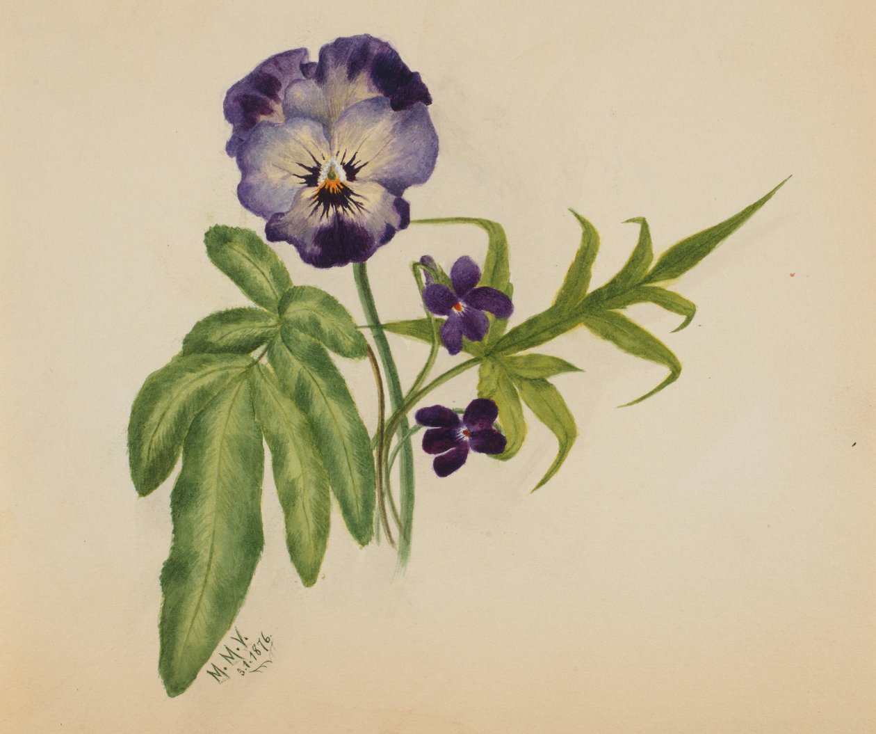 Untitled Pansy by Mary Vaux Walcott