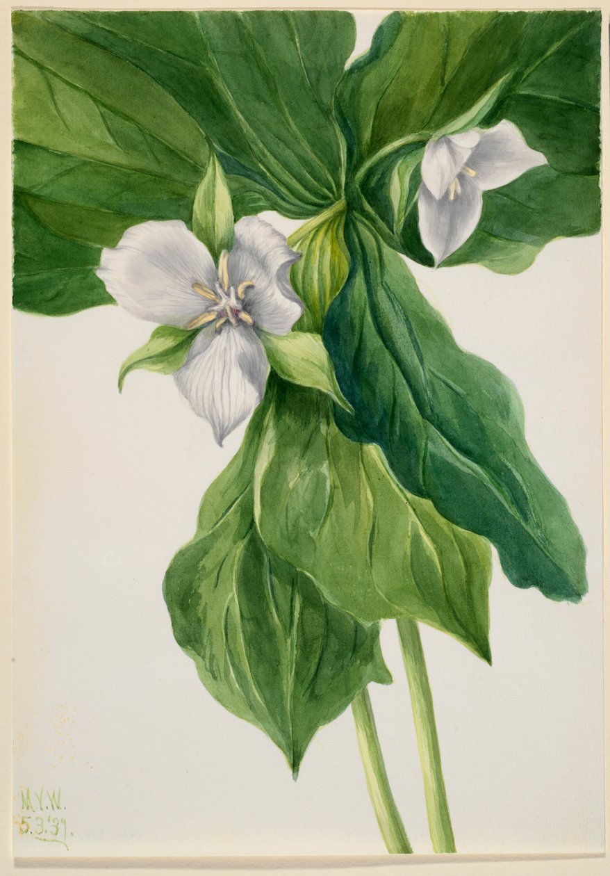 Wake-Robin by Mary Vaux Walcott
