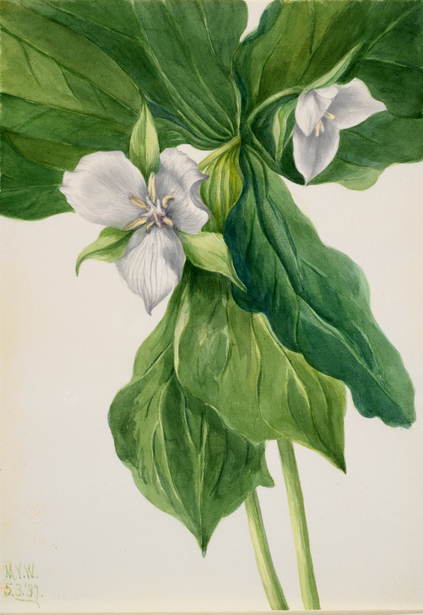 Wake-Robin by Mary Vaux Walcott: Premium art reproduction