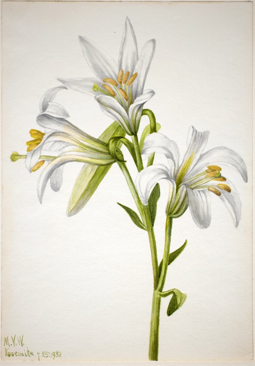 Washington Lily by Mary Vaux Walcott