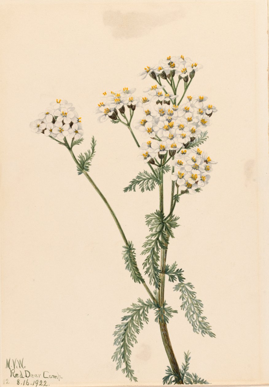 Western Yarrow Achillea lanulosa, 1922 by Mary Vaux Walcott