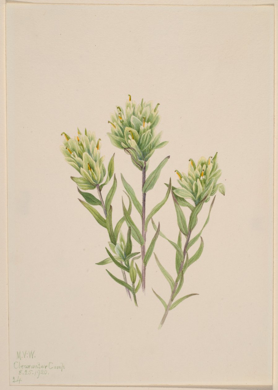 White Indian Paintbrush by Mary Vaux Walcott