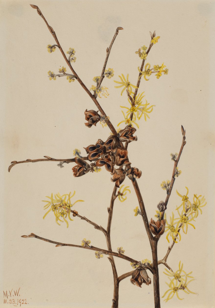 Witch Hazel by Mary Vaux Walcott