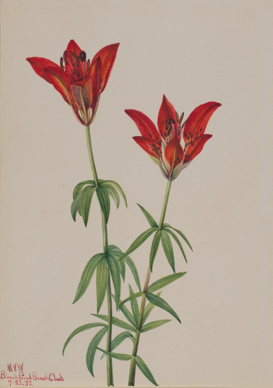Wood Lily by Mary Vaux Walcott