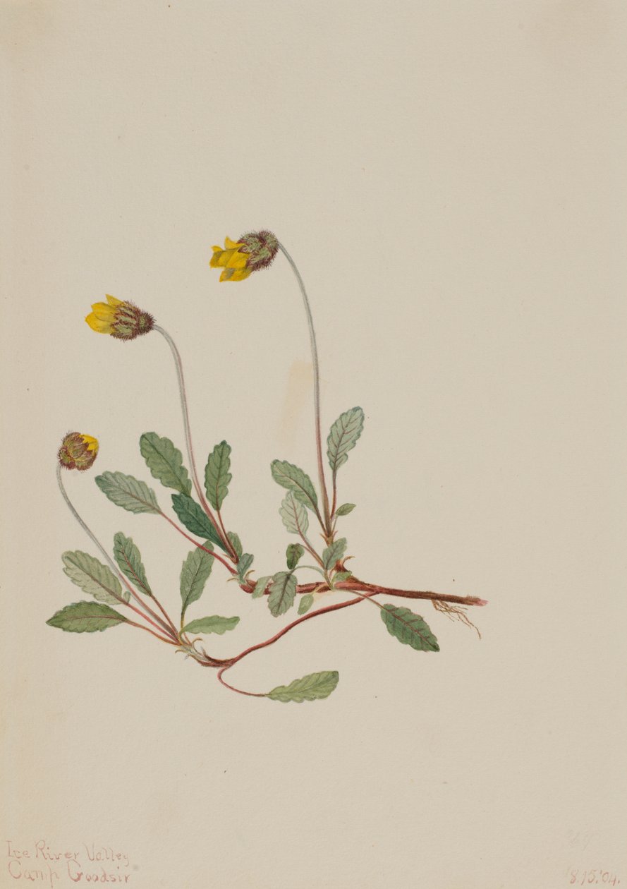 Yellow Dryad Dryas drummondii, 1904 by Mary Vaux Walcott