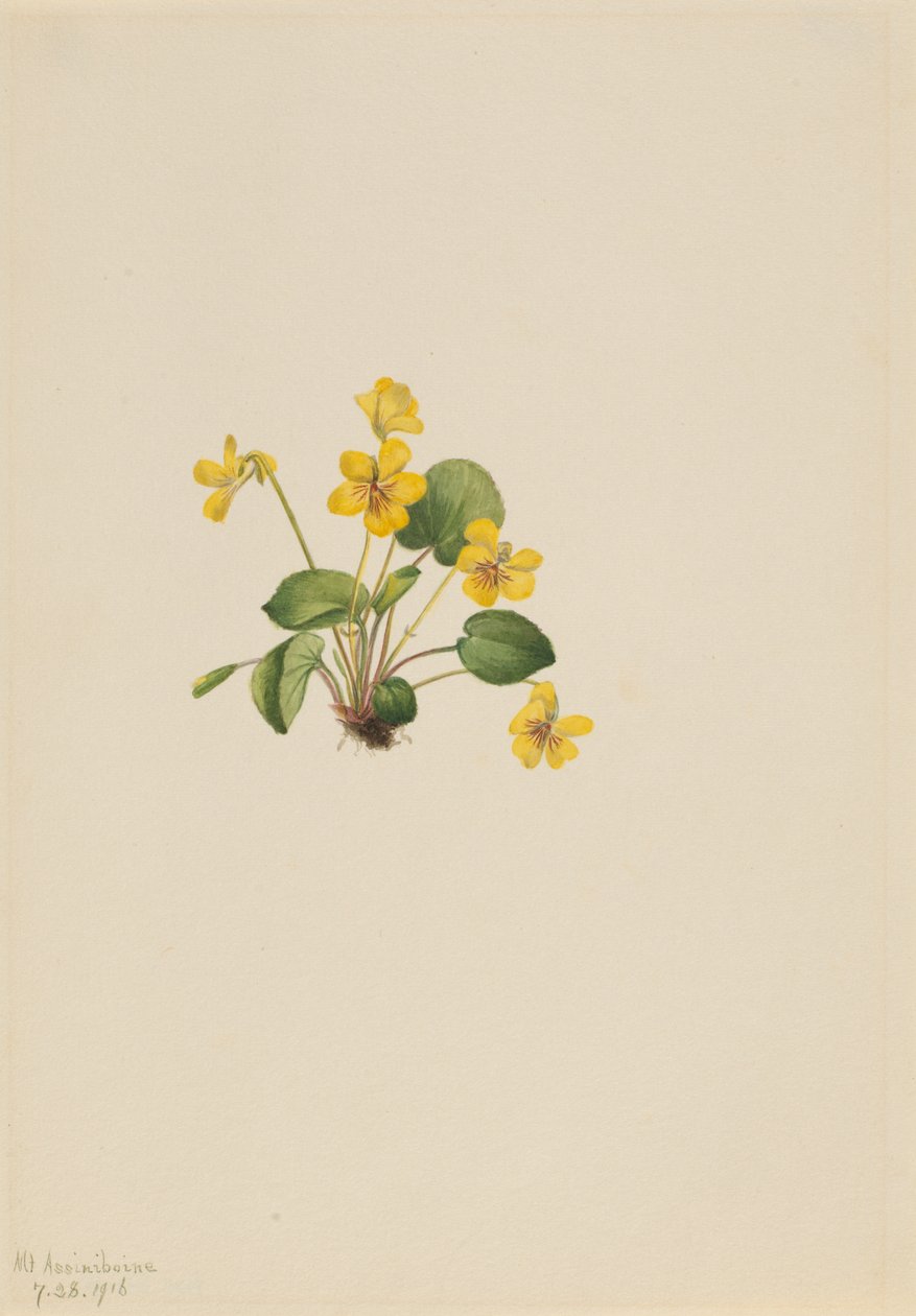 Yellow Violet Viola Orbiculata by Mary Vaux Walcott