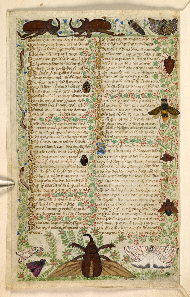 Moths and horned beetles, from a Treatise on the Virtues and Vices, and an anonymous prose history of Sicily (fragment), c.1330-40 by Master of the Cocharelli Codex