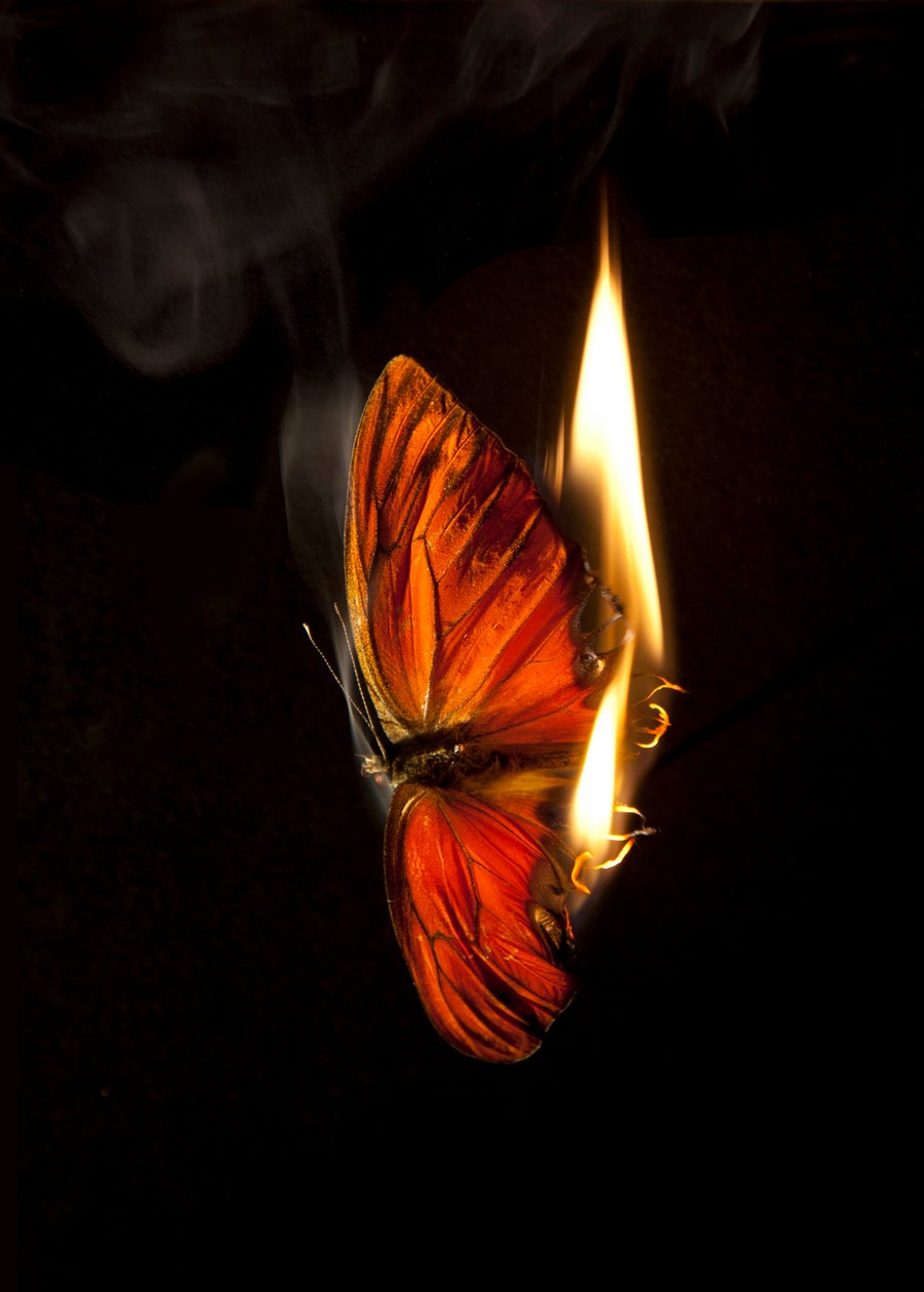 Burning Butterfly 2 by Mat Collishaw