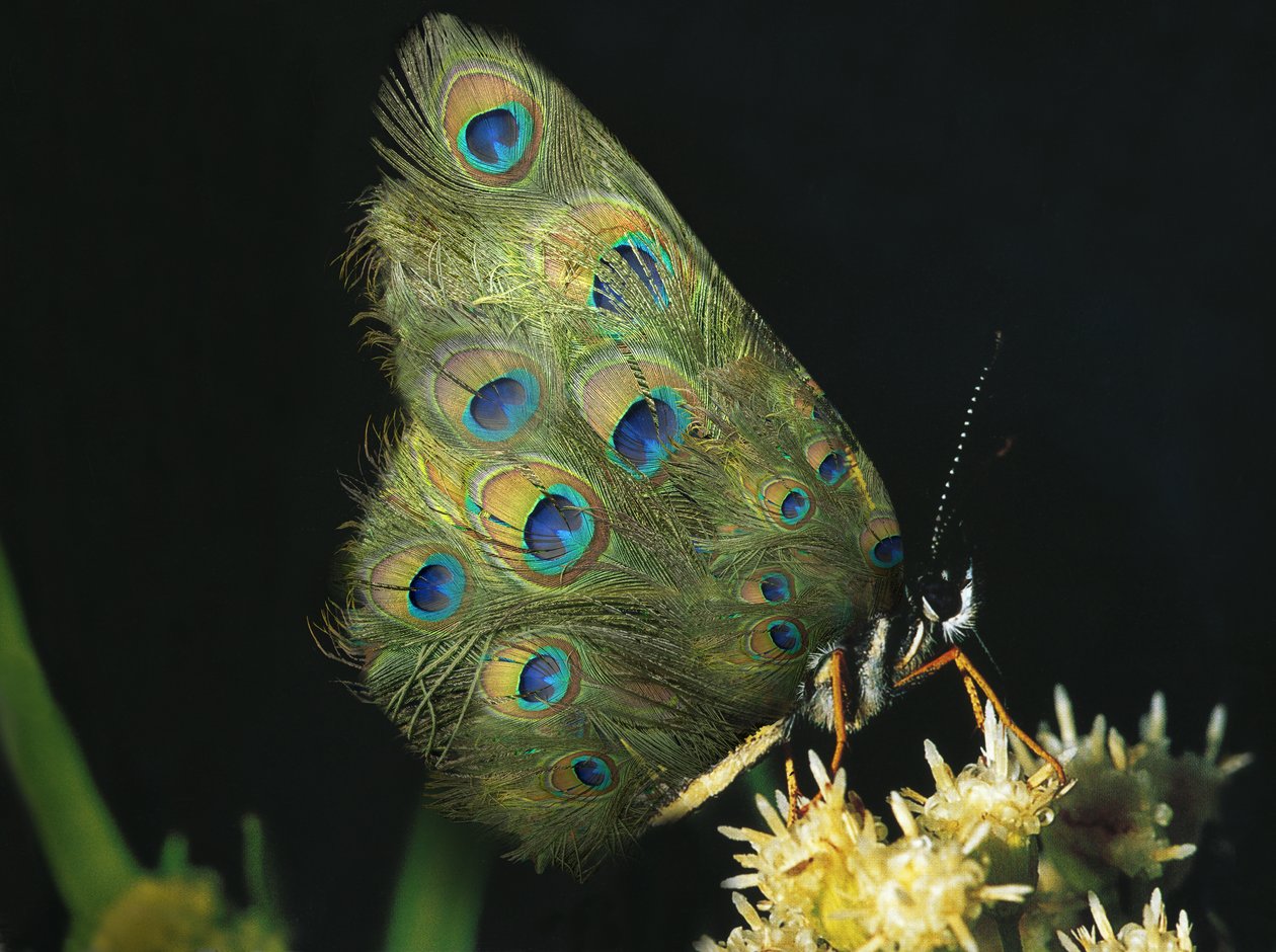Butterflies and Flowers, 2004 by Mat Collishaw