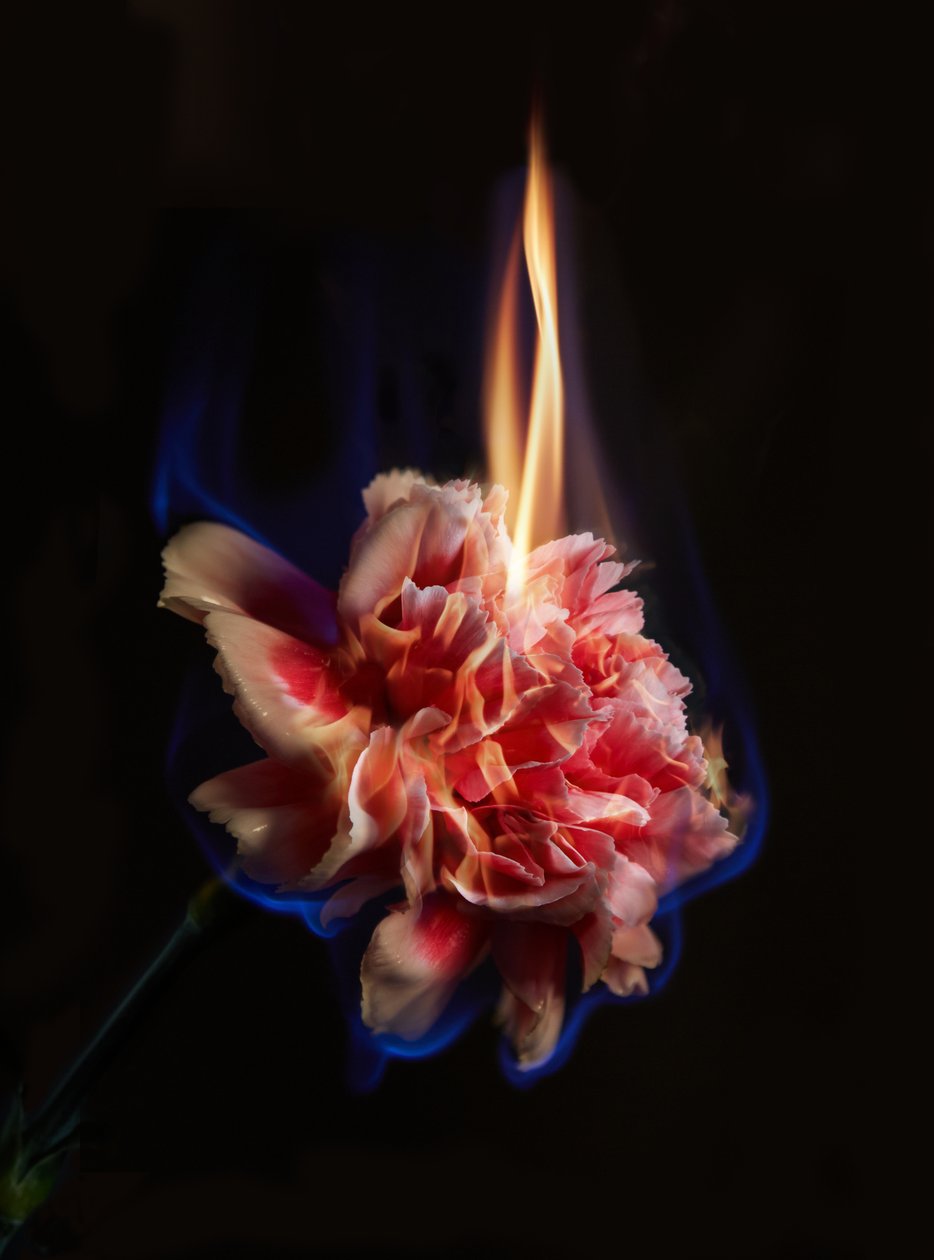 Effigy, 2013 by Mat Collishaw