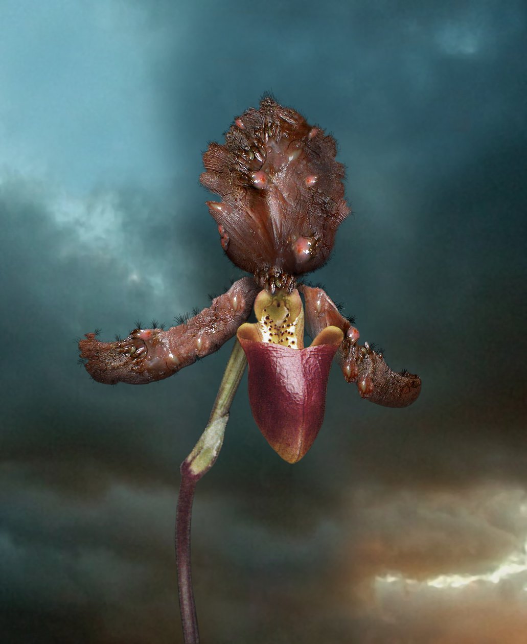 Infectious Flowers, Orchid 2, 2005 by Mat Collishaw