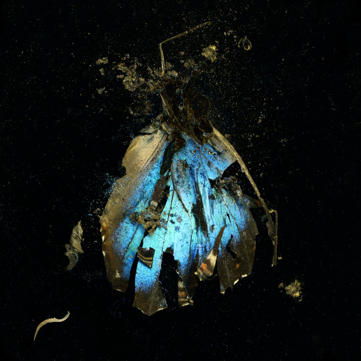Insecticide 16, 2009 by Mat Collishaw