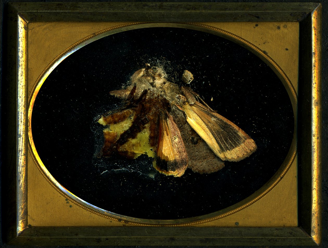 Insecticide 8, 2006 by Mat Collishaw