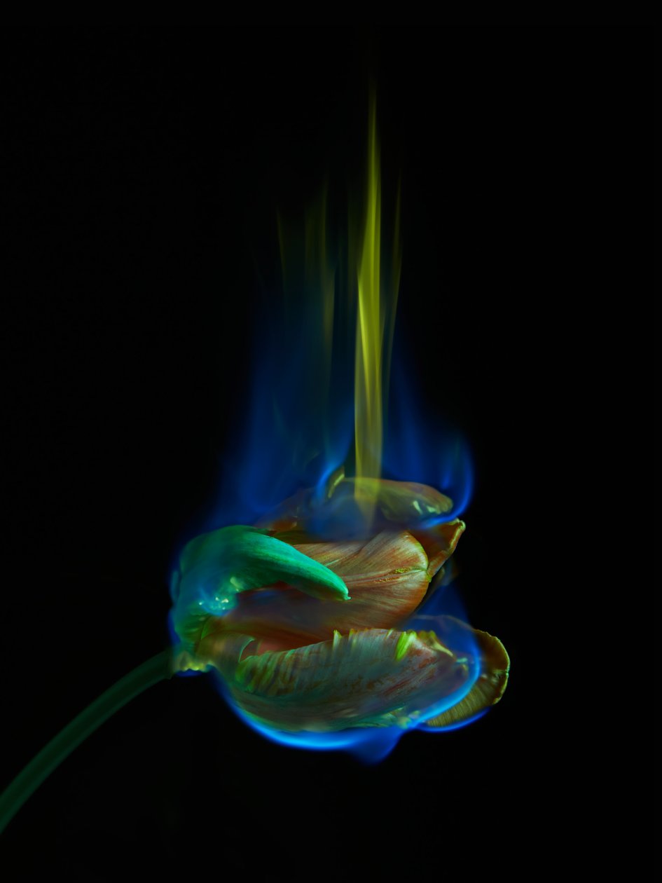 The Poisoned Page, 2013 by Mat Collishaw