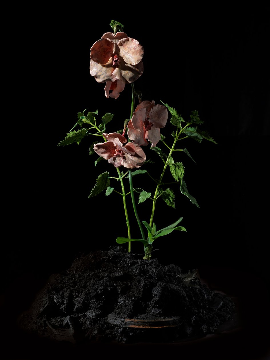 Venal Muse, Impetus by Mat Collishaw