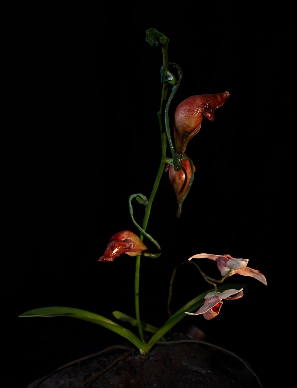 Venal Muse, Lafage by Mat Collishaw