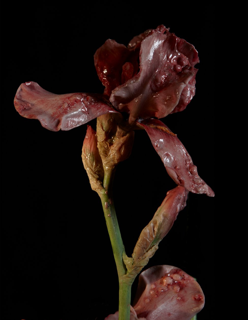 Venal Muse, Viridor, 2012 by Mat Collishaw