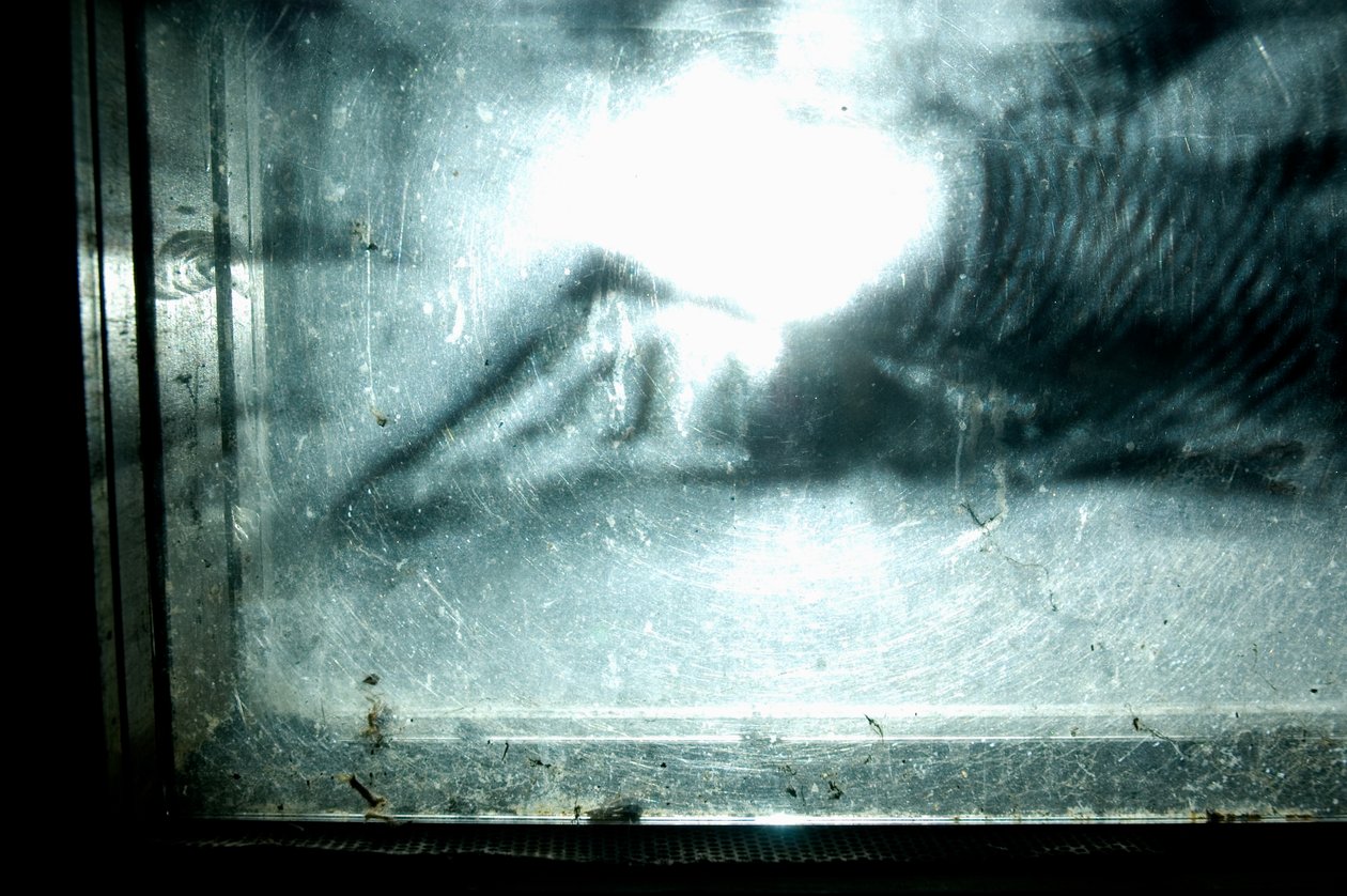 Wormery, 2009 by Mat Collishaw