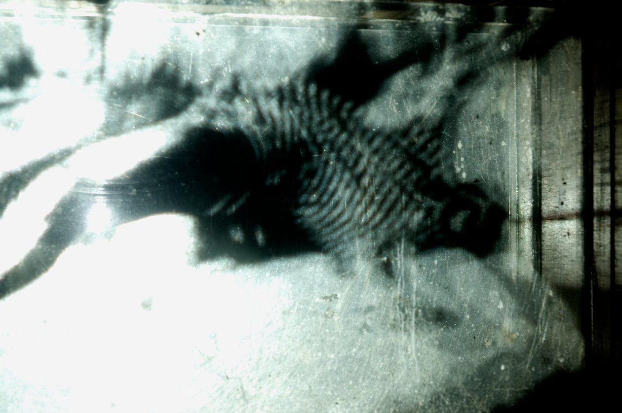Wormery, 2009 by Mat Collishaw