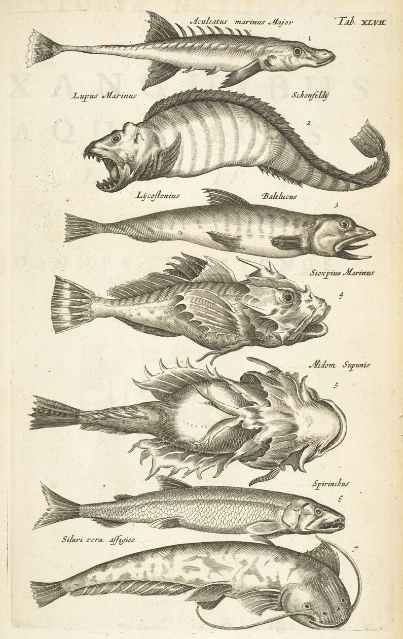 Fish species, Illustration from 'Historiæ naturalis de quadrupetibus'