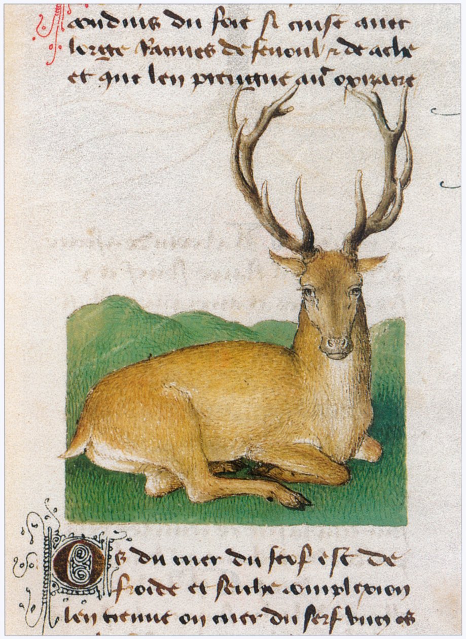 The Book of Simple Medicines - Translation into French from the 12th Century Latin Manuscript of Matthaeus Platearius by Matthaeus Platearius