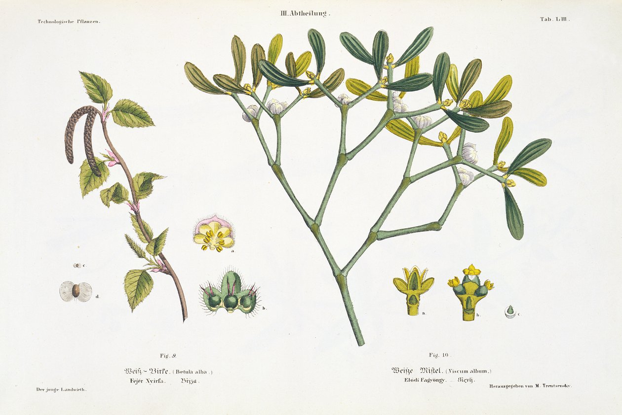 Birch (left) and Mistletoe (right), fig. 9 and 10 from 